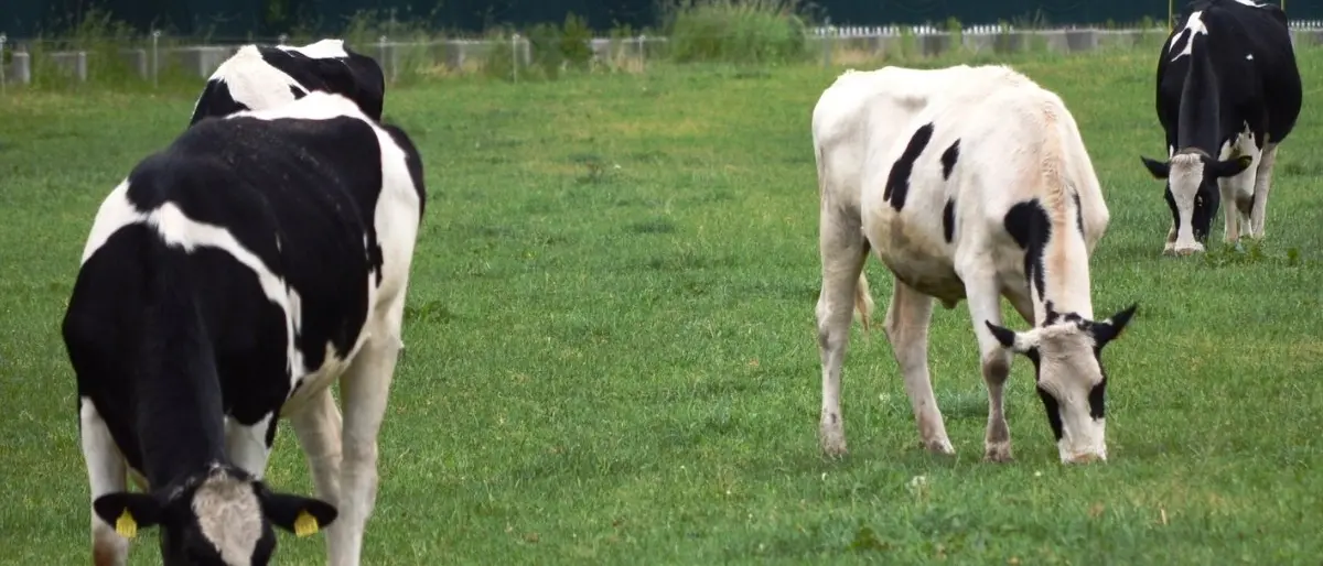 Premio letterario Caccuri, la cultura incontra le mandrie della Sila