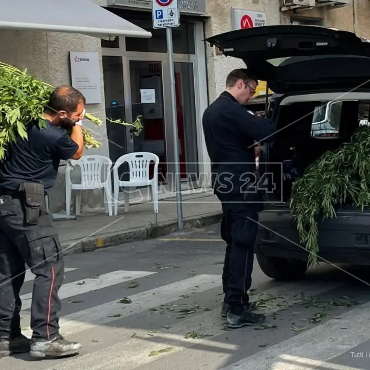 Cetraro, i carabinieri scoprono e distruggono 500 piante di marijuana
