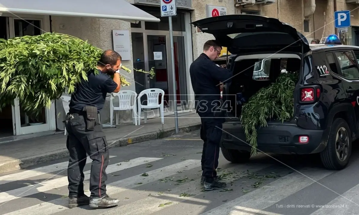 Cetraro, i carabinieri scoprono e distruggono 500 piante di marijuana