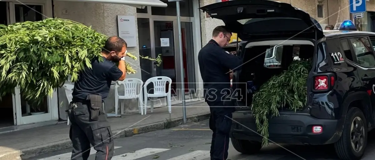 Cetraro, i carabinieri scoprono e distruggono 500 piante di marijuana