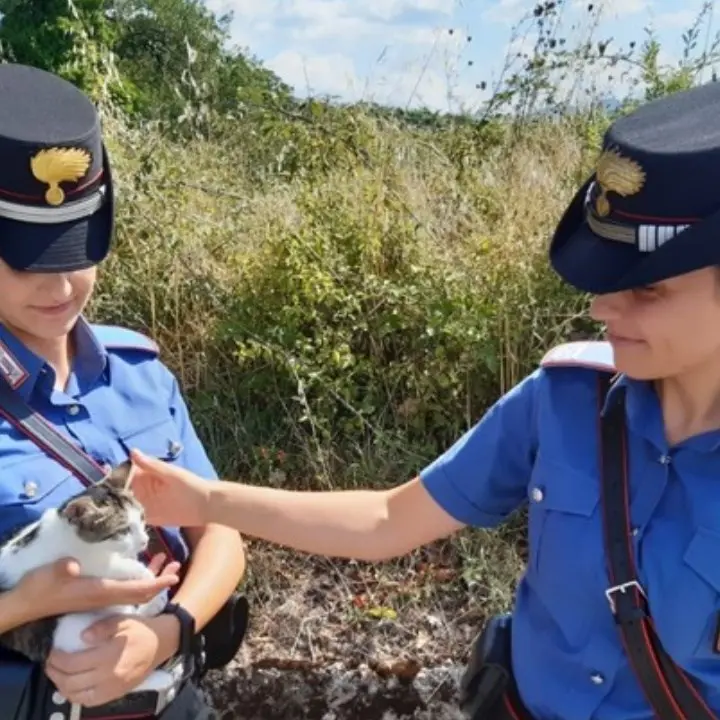 Gattina investita e soccorsa dai carabinieri nel Cosentino trova casa