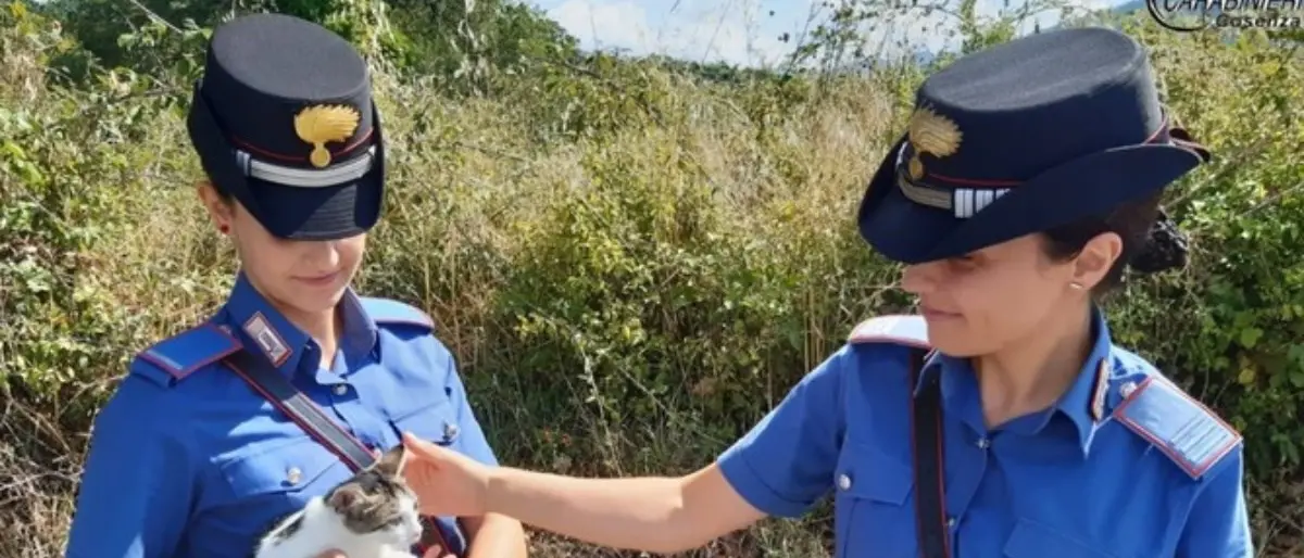 Gattina investita e soccorsa dai carabinieri nel Cosentino trova casa