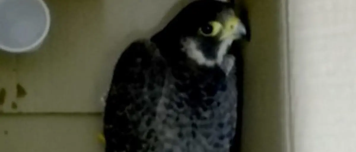 Volontari salvano un falco pellegrino ferito a colpi di fucile nel Reggino