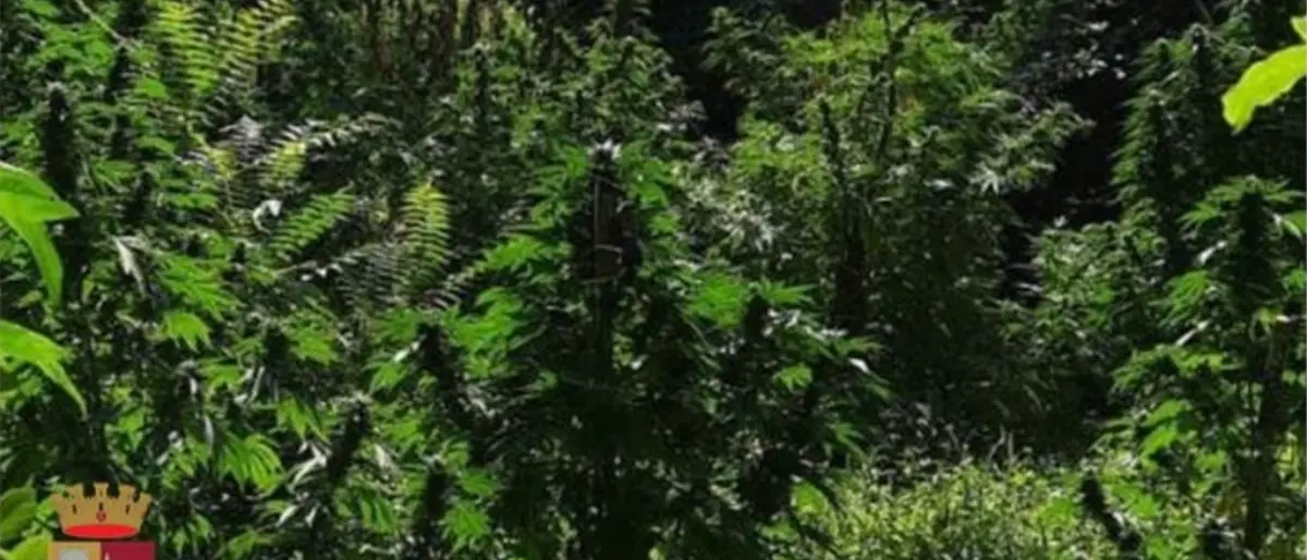 Scoperta una piantagione di canapa indiana nel Catanzarese: due arresti