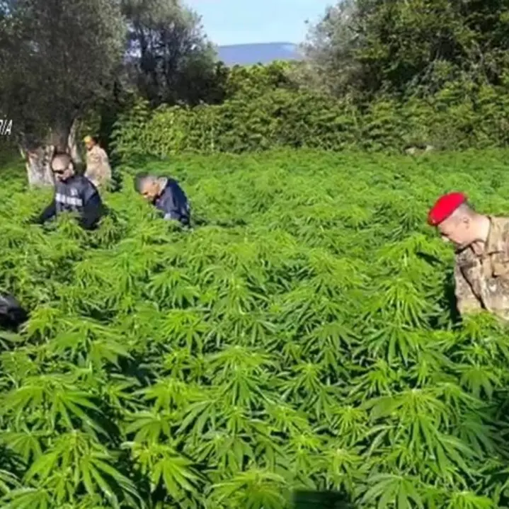 Marijuana nella Locride, scoperte a Placanica due piantagioni
