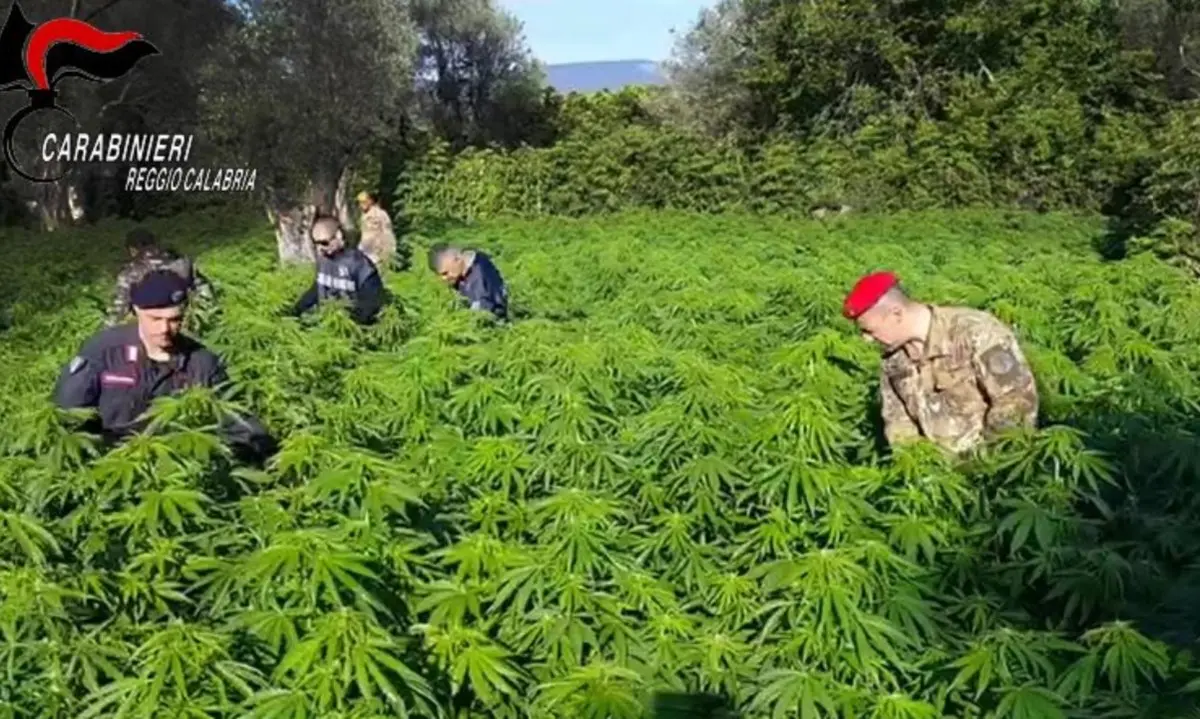 Marijuana nella Locride, scoperte a Placanica due piantagioni