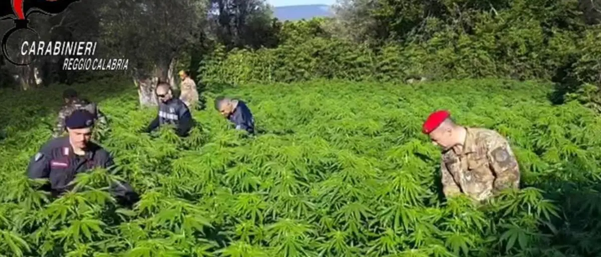 Marijuana nella Locride, scoperte a Placanica due piantagioni