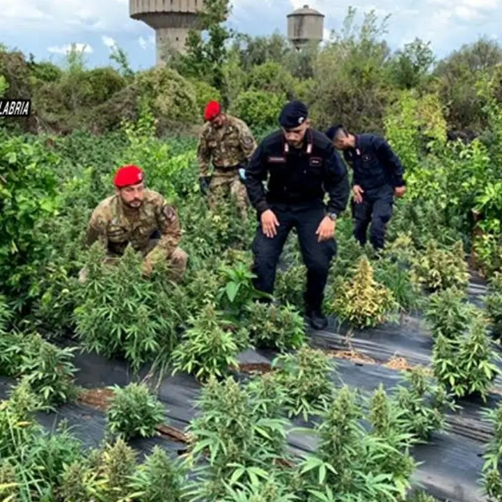 Rizziconi, beccati mentre raccolgono marijuana tentano una fuga nei campi ma vengono arrestati