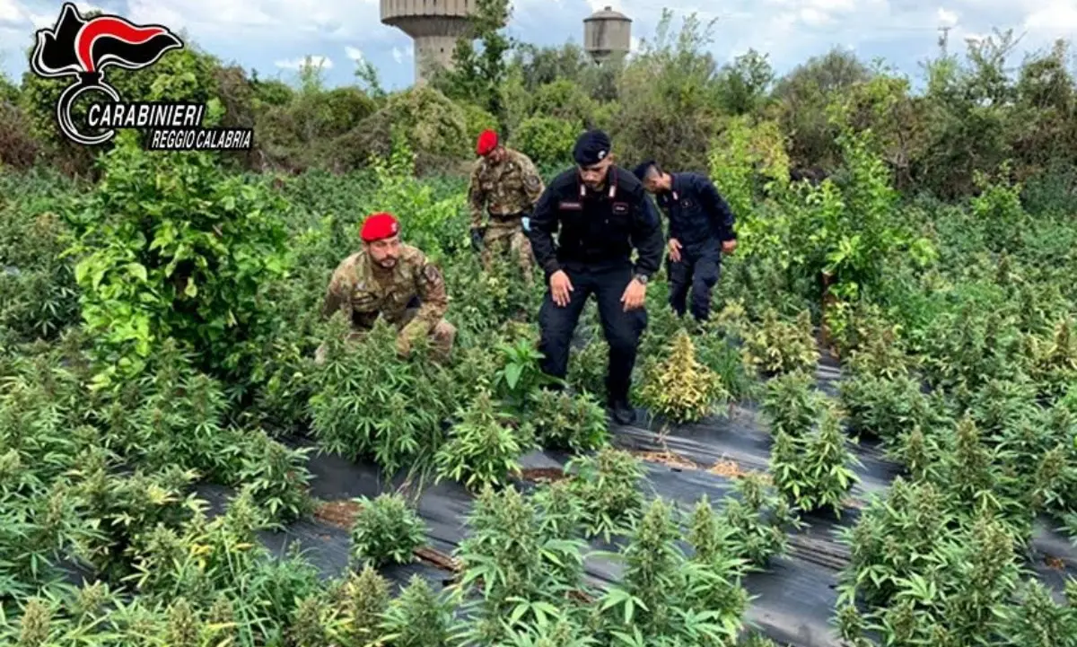 Rizziconi, beccati mentre raccolgono marijuana tentano una fuga nei campi ma vengono arrestati