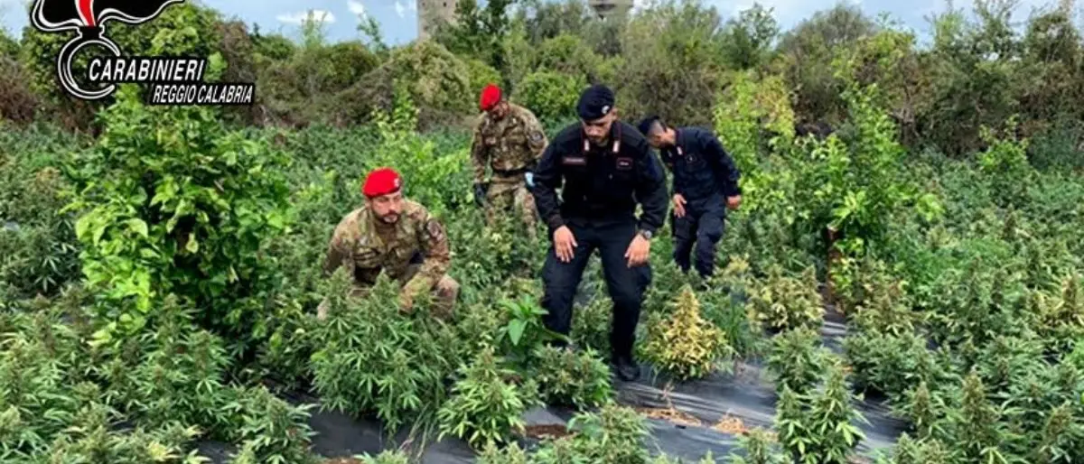 Rizziconi, beccati mentre raccolgono marijuana tentano una fuga nei campi ma vengono arrestati