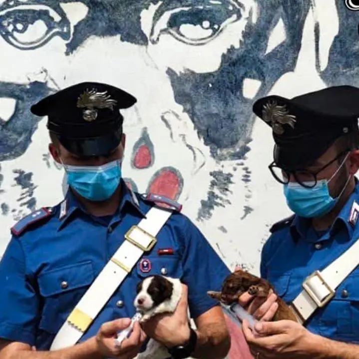 Abbandona 7 cuccioli appena nati nelle campagne di Brancaleone, denunciato