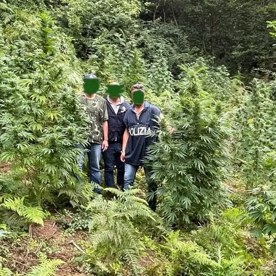 Nuova piantagione scoperta nel Cosentino: la marijuana avrebbe fruttato 150mila euro di guadagno