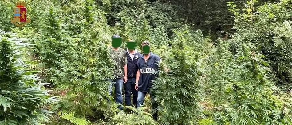 Nuova piantagione scoperta nel Cosentino: la marijuana avrebbe fruttato 150mila euro di guadagno