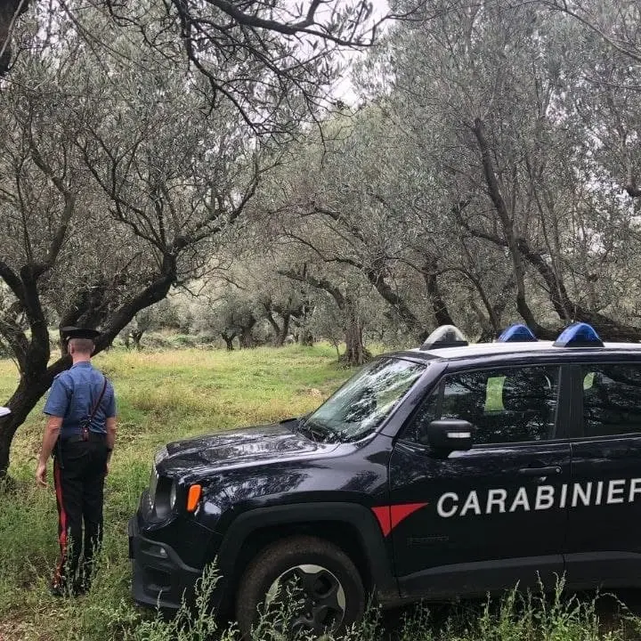 Azienda agricola senza autorizzazioni nel Catanzarese, sospesa l’attività e sanzionato il titolare