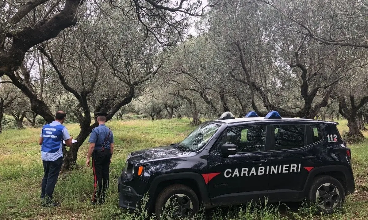 Azienda agricola senza autorizzazioni nel Catanzarese, sospesa l’attività e sanzionato il titolare