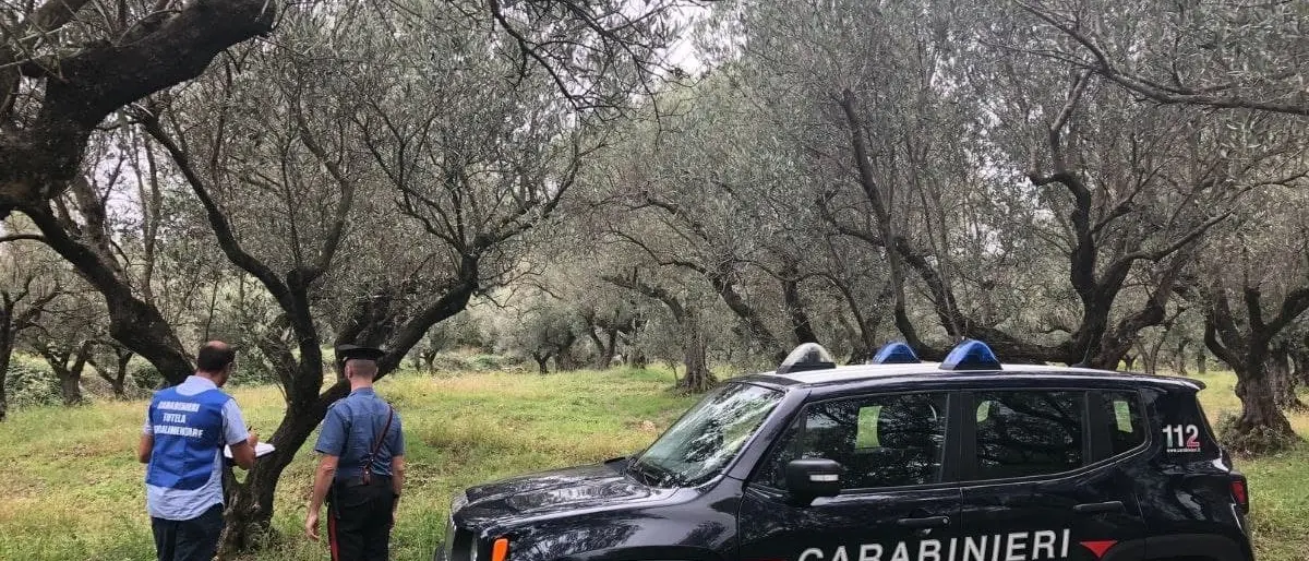 Azienda agricola senza autorizzazioni nel Catanzarese, sospesa l’attività e sanzionato il titolare