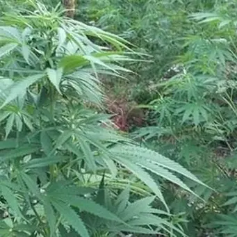 Mammola, piantagione di marijuana scoperta e distrutta dai carabinieri