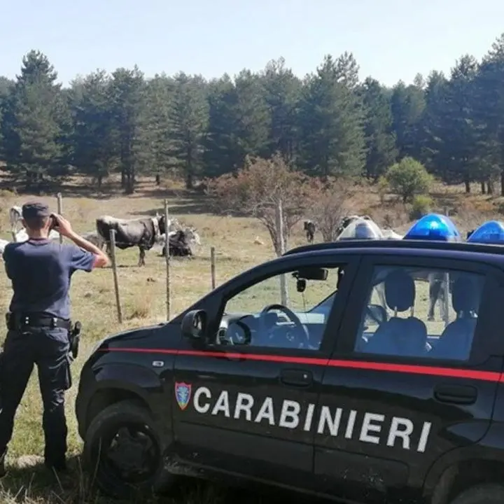 Parco della Sila, controlli a tappeto sulla gestione dei pascoli: elevate sanzioni per più di 7mila euro