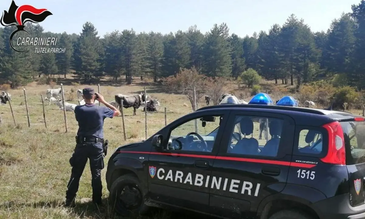 Parco della Sila, controlli a tappeto sulla gestione dei pascoli: elevate sanzioni per più di 7mila euro