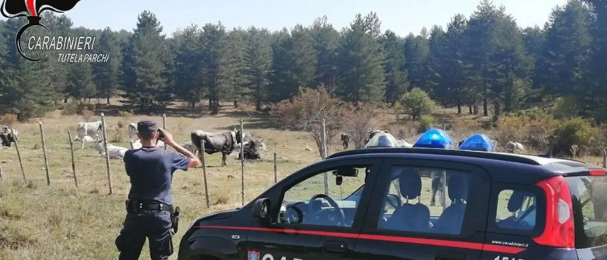 Parco della Sila, controlli a tappeto sulla gestione dei pascoli: elevate sanzioni per più di 7mila euro