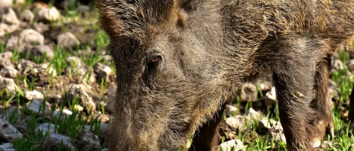 Emergenza cinghiali, il Partito animalista presenta un Piano: «Uccidere non serve»
