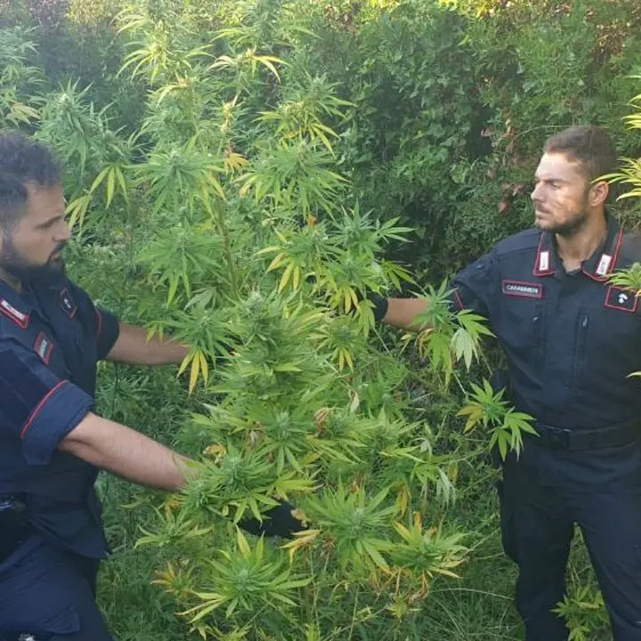 Scoperta una piantagione di marijuana a Isola Capo Rizzuto: due arresti