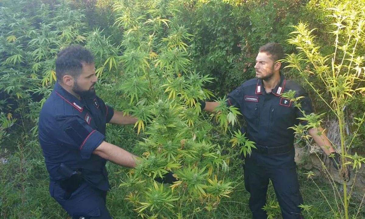 Scoperta una piantagione di marijuana a Isola Capo Rizzuto: due arresti