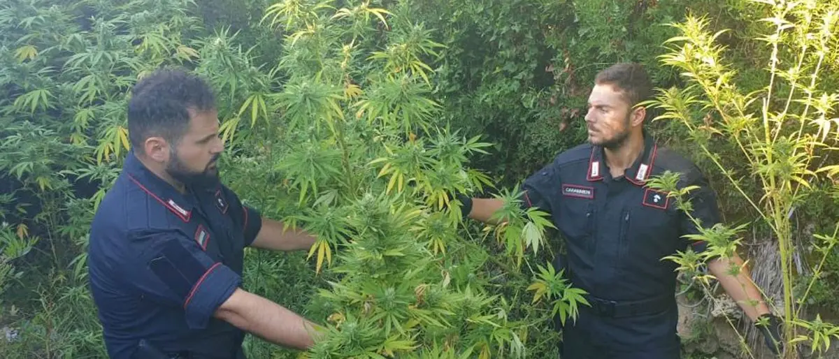 Scoperta una piantagione di marijuana a Isola Capo Rizzuto: due arresti