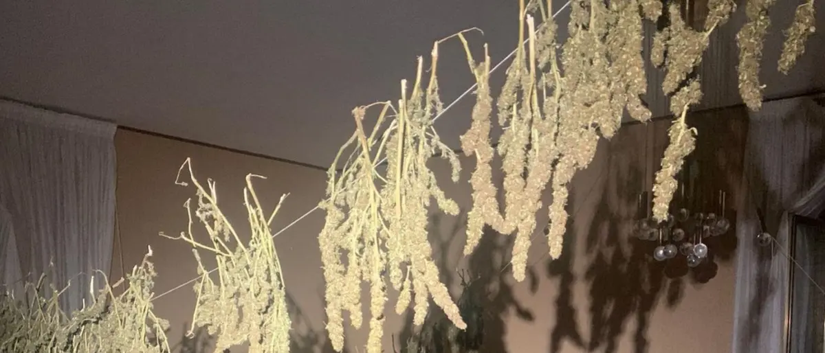 Fabbrica di marijuana in una casa disabitata a Corigliano Rossano: sequestrati 60 chili di droga