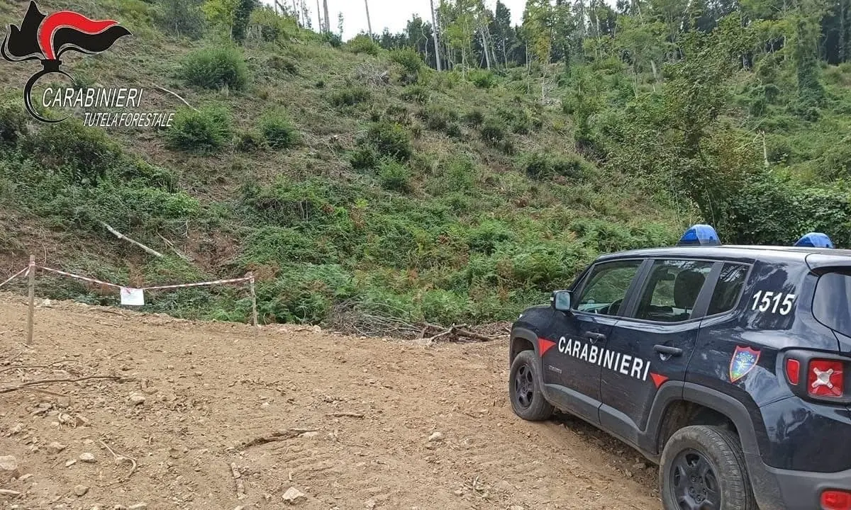 San Fili, sequestrata strada abusiva realizzata per l’esbosco: due denunce