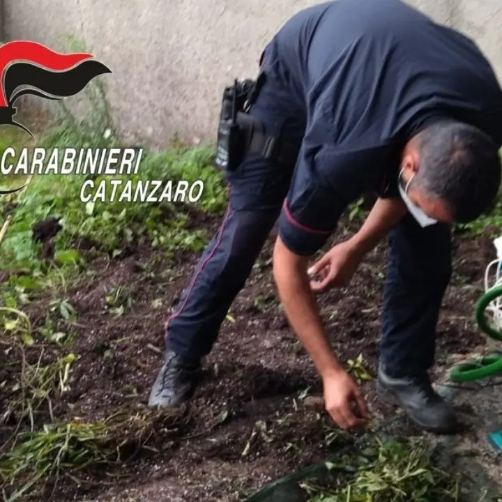 Rinvenute 38 piante di marijuana in un giardino: arrestato 45enne nel Catanzarese