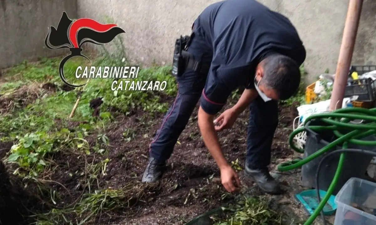 Rinvenute 38 piante di marijuana in un giardino: arrestato 45enne nel Catanzarese