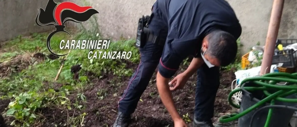 Rinvenute 38 piante di marijuana in un giardino: arrestato 45enne nel Catanzarese