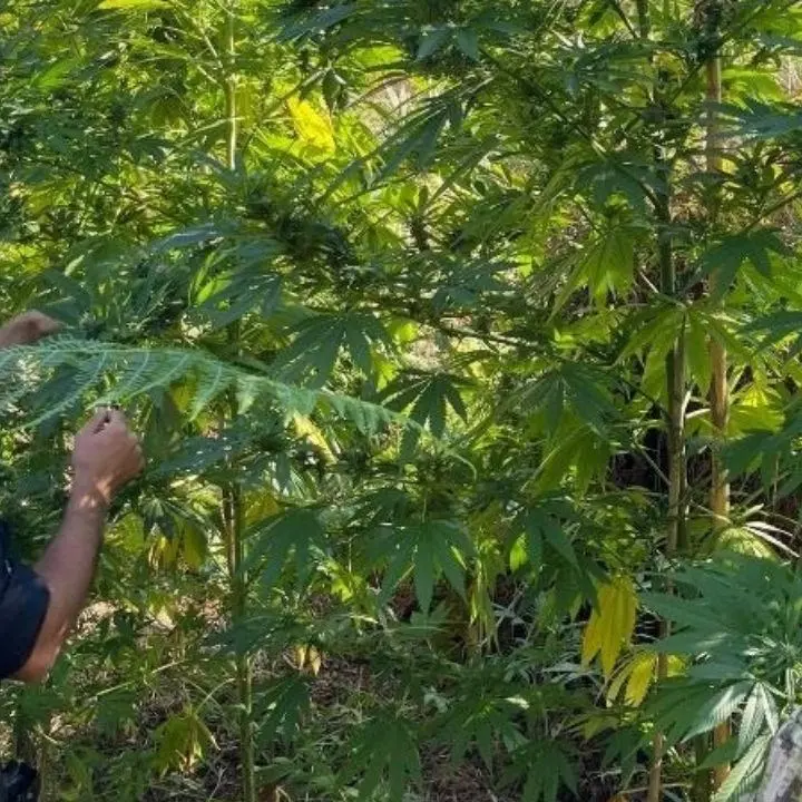 Sequestrata piantagione di marijuana nel Reggino: arrestate tre persone