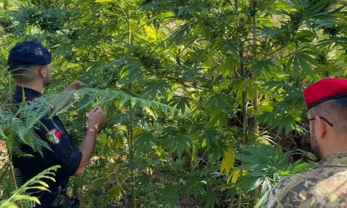 Sequestrata piantagione di marijuana nel Reggino: arrestate tre persone