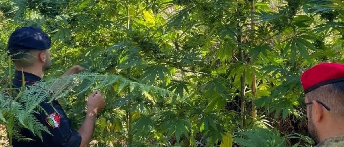 Sequestrata piantagione di marijuana nel Reggino: arrestate tre persone