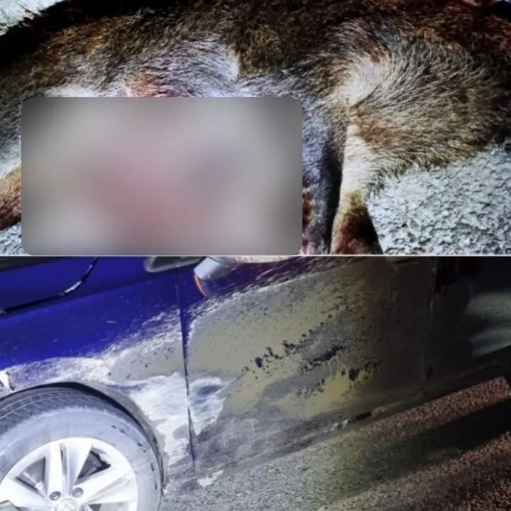 Corigliano Rossano, branco di cinghiali invade la statale 106: uno viene travolto da 2 auto e ucciso