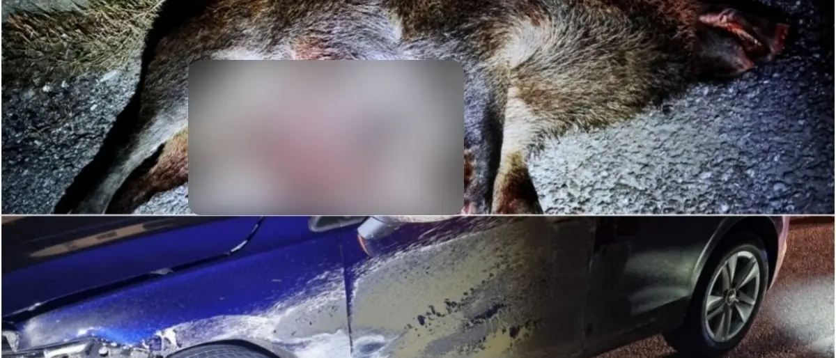 Corigliano Rossano, branco di cinghiali invade la statale 106: uno viene travolto da 2 auto e ucciso