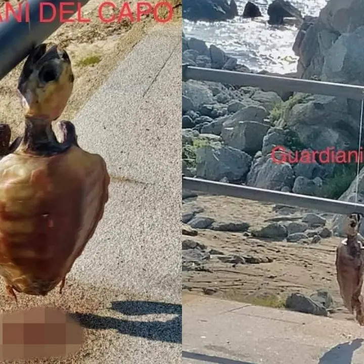 Sfregio a Ricadi, tartaruga impiccata alla ringhiera sul lungomare