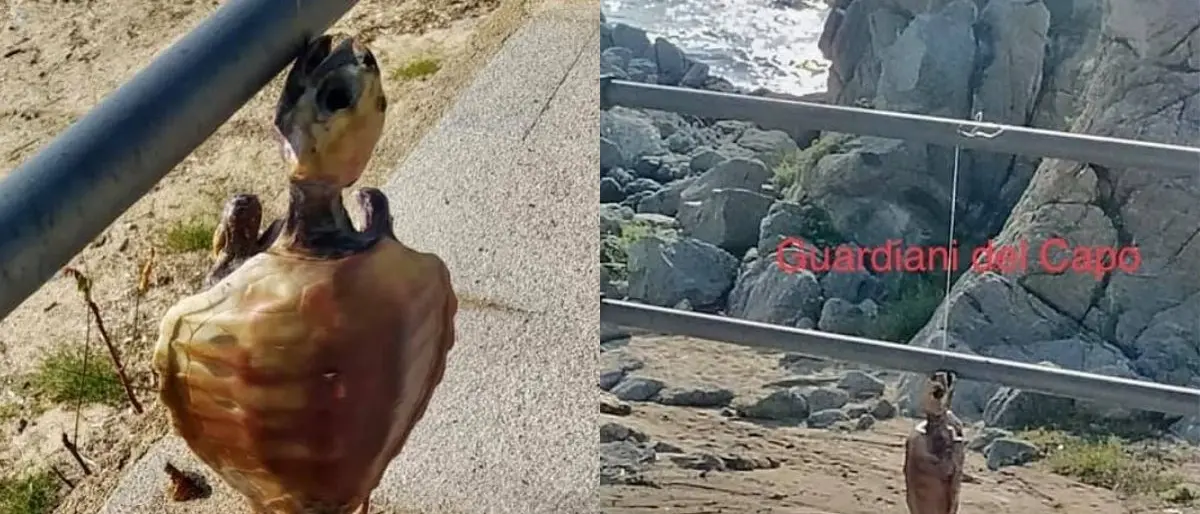Sfregio a Ricadi, tartaruga impiccata alla ringhiera sul lungomare