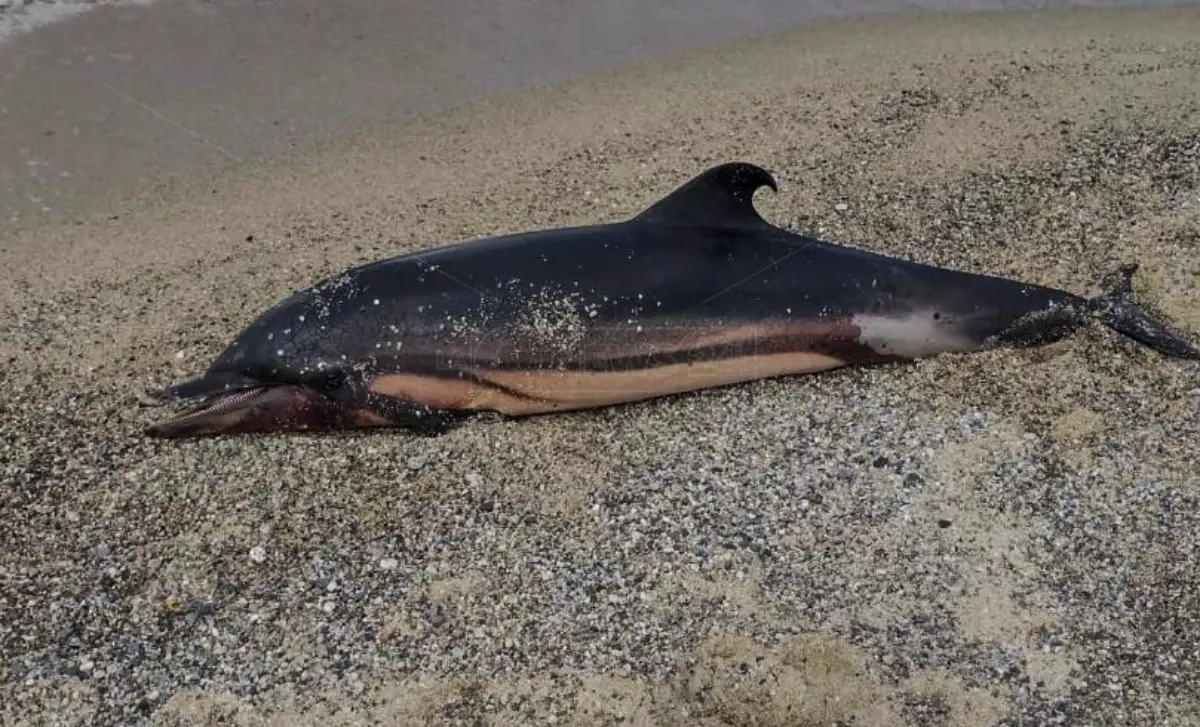 Sulla spiaggia di Pizzo una carcassa di delfino, Paolillo (Wwf): «Forse finito in una rete da pesca»