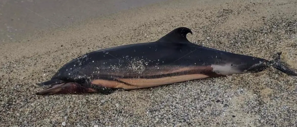 Sulla spiaggia di Pizzo una carcassa di delfino, Paolillo (Wwf): «Forse finito in una rete da pesca»