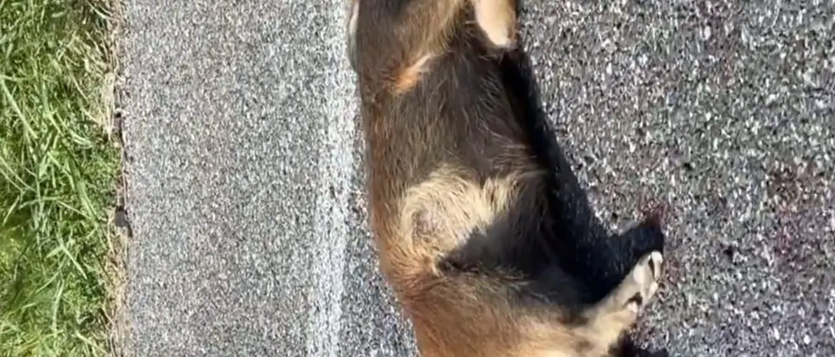 Lamezia, ancora un incidente a causa di un cinghiale in centro: due i feriti