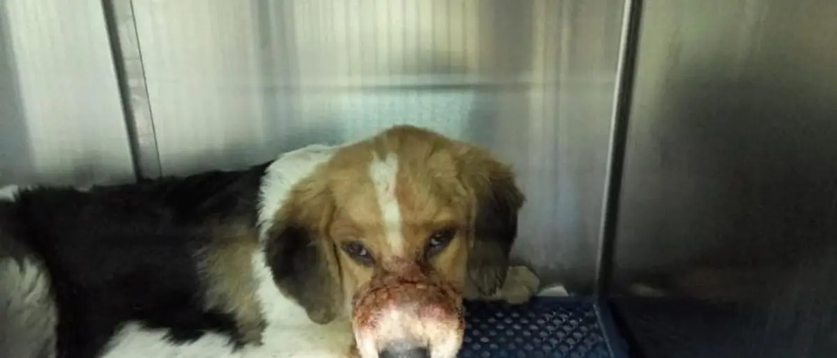 Praia, cane torturato con un fil di ferro attorno al muso e costretto al digiuno: salvato dai volontari