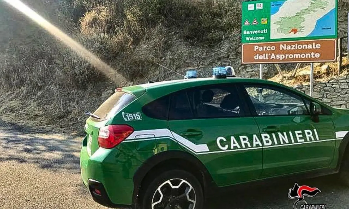 Caccia illegalmente nel Parco d’Aspromonte: la Forestale denuncia un 35enne