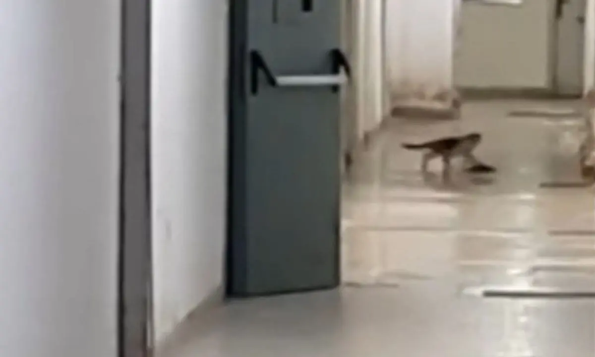 Ospedale di Paola, un gatto e un topo si rincorrono in corsia: «Vergognoso» - VIDEO