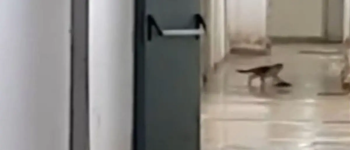 Ospedale di Paola, un gatto e un topo si rincorrono in corsia: «Vergognoso» - VIDEO