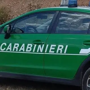 Lamezia, sequestrata strada abusiva all'interno di un bosco: denunciato esecutore dei lavori