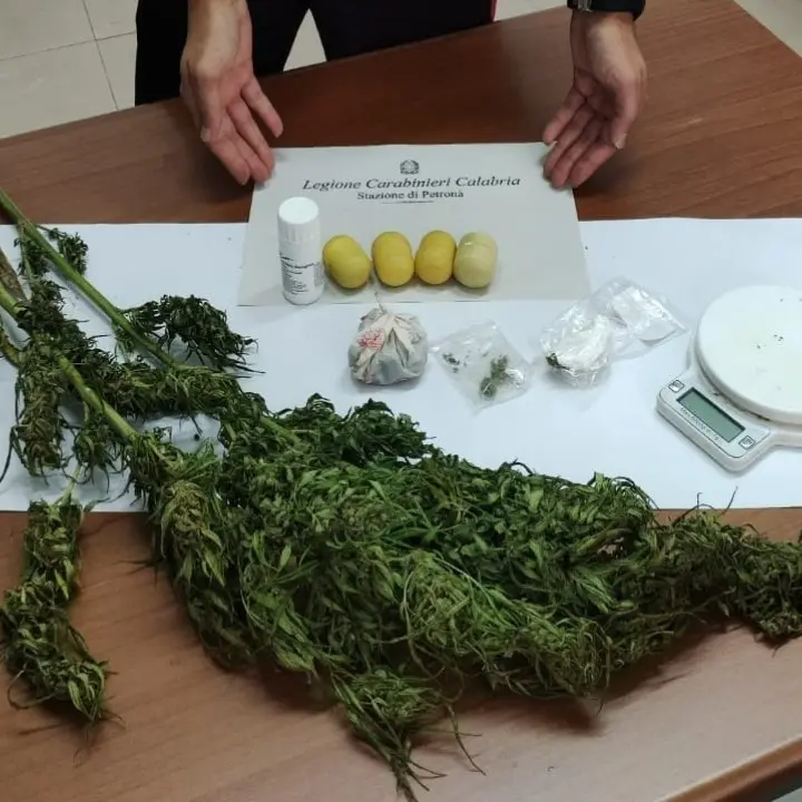 Coltivava marijuana in casa: 49enne denunciato nel Catanzarese