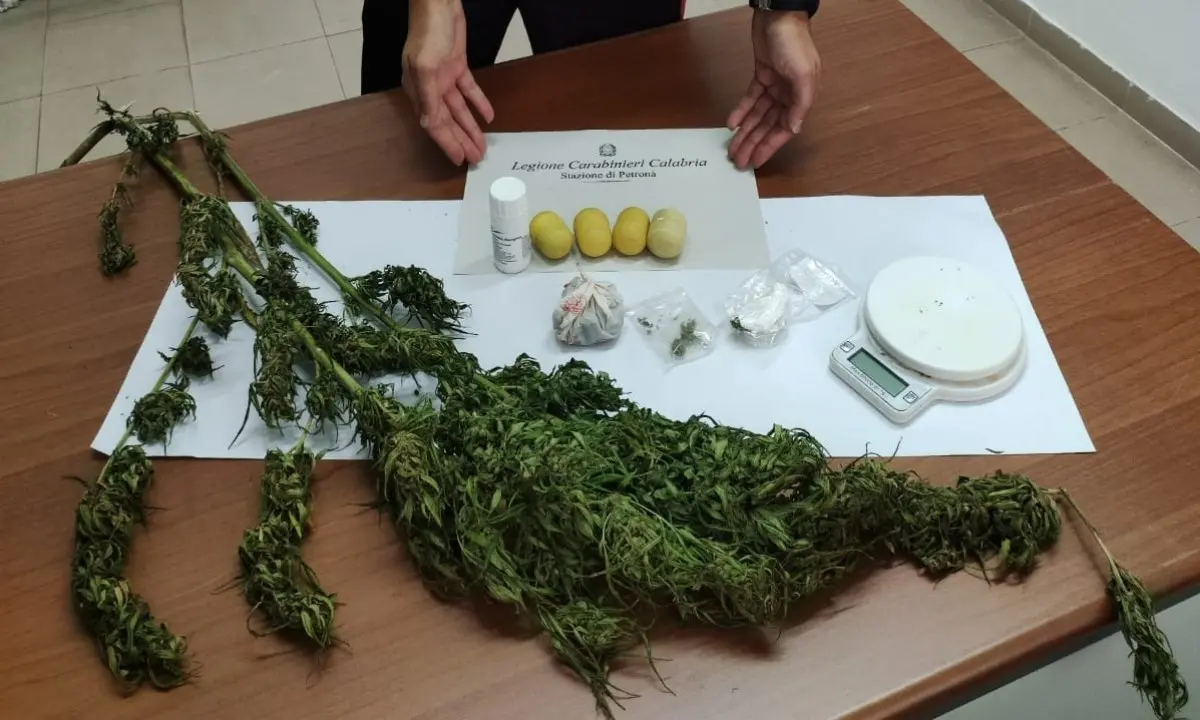 Coltivava marijuana in casa: 49enne denunciato nel Catanzarese